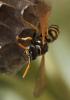 Polistes dominula